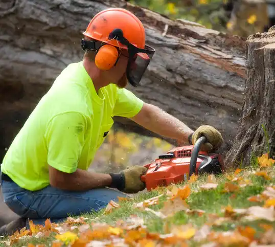 tree services St. Matthews